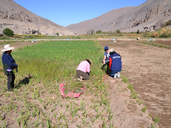 El Defensor Regional de Tarapacá y la Facilitadora Intercultural, conversan con algunas de las mujeres dedicadas a la agricultura en Camiña.