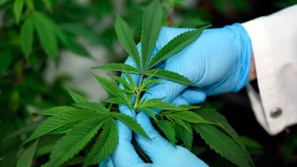 La nueva absolución por consumo medicinal de cannabis sativa se produjo en el Tribunal de Garantía de Pichilemu.