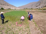 El Defensor Regional de Tarapacá y la Facilitadora Intercultural, conversan con algunas de las mujeres dedicadas a la agricultura en Camiña.